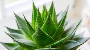 ALOE VERA O PLANTA MINUNE. BENEFICII MAJORE PENTRU SANATATEA TA !