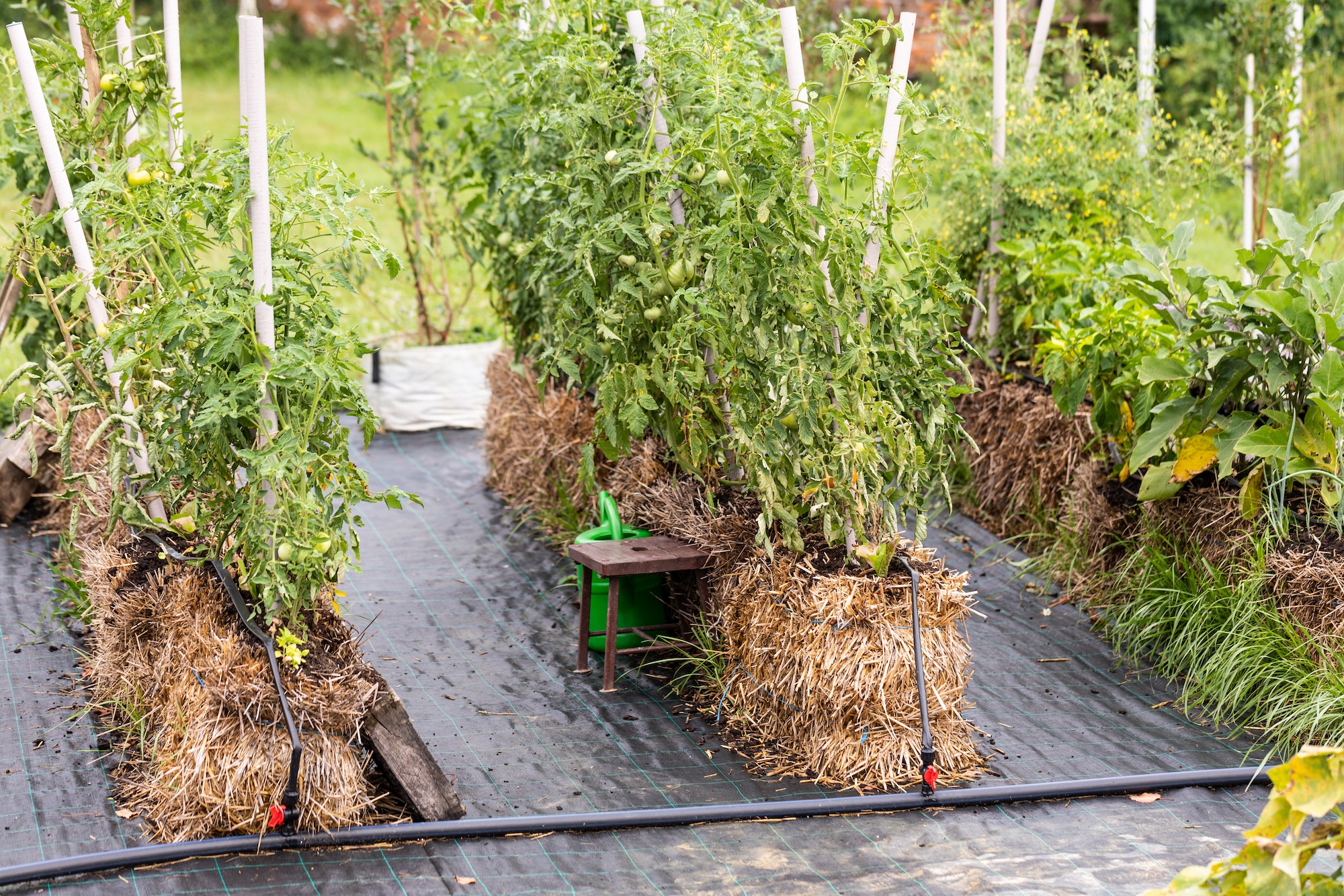 Știați că puteți să cultivați plantele și fără sol? 4 sfaturi despre grădinăritul pe baloturi de paie, pe care mulți oameni nu le cunosc!