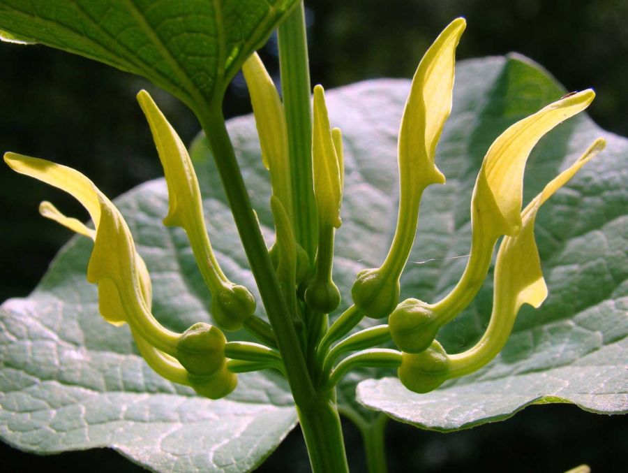 Mărul Lupului – Planta care poate vindeca tumori canceroase, tumori maligne şi benigne şi infecţii greu tratabile